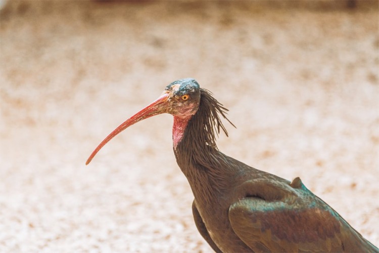 Izuzetno rijetka ptica, ćelavi ibis, vratila se u BiH poslije četiri vijeka